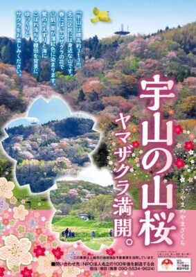 名立区山桜チラシ2026・3のサムネイル